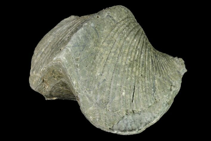 Huge, Pyrite Replaced Brachiopod (Paraspirifer) Fossil - Ohio #142138